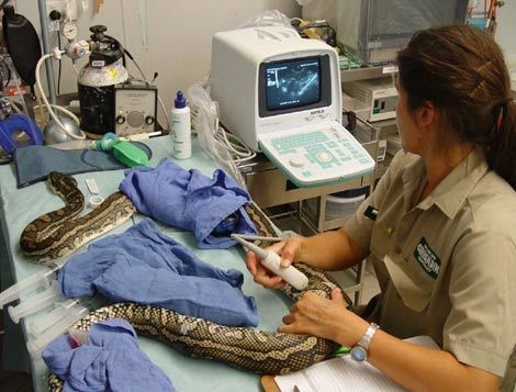 This woman sleeps with her python every night, then something bad ...