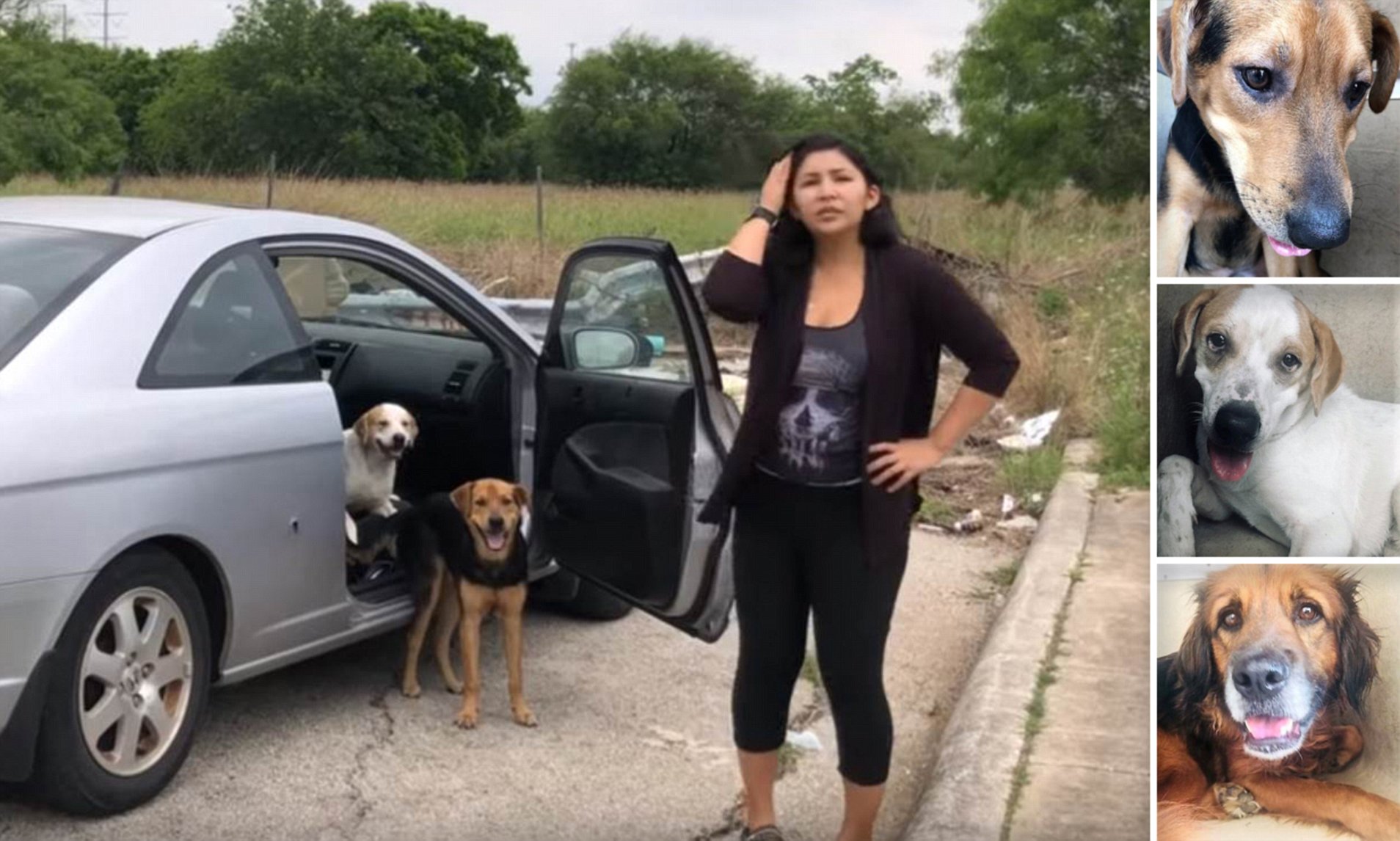 The woman abandons her four dogs at the end of the road - the resident ...